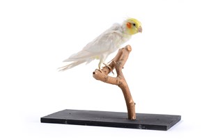 Image description is not available for 1983.126.1